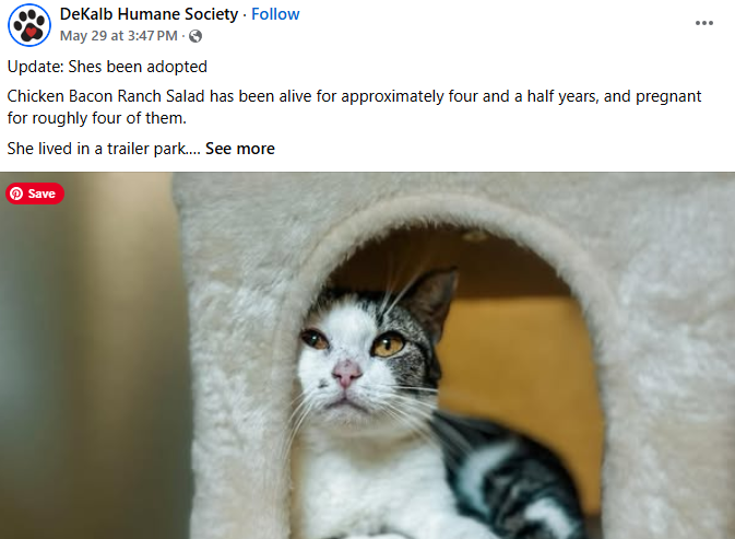 Screenshot of Chicken Bacon Ranch (the cat) from the FB group